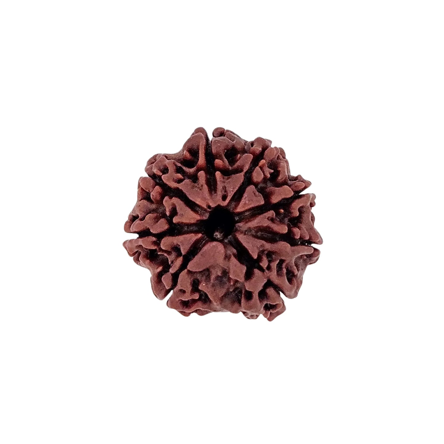 8 Mukhi Rudraksha (Collector) - MANKA - Beads of Bliss