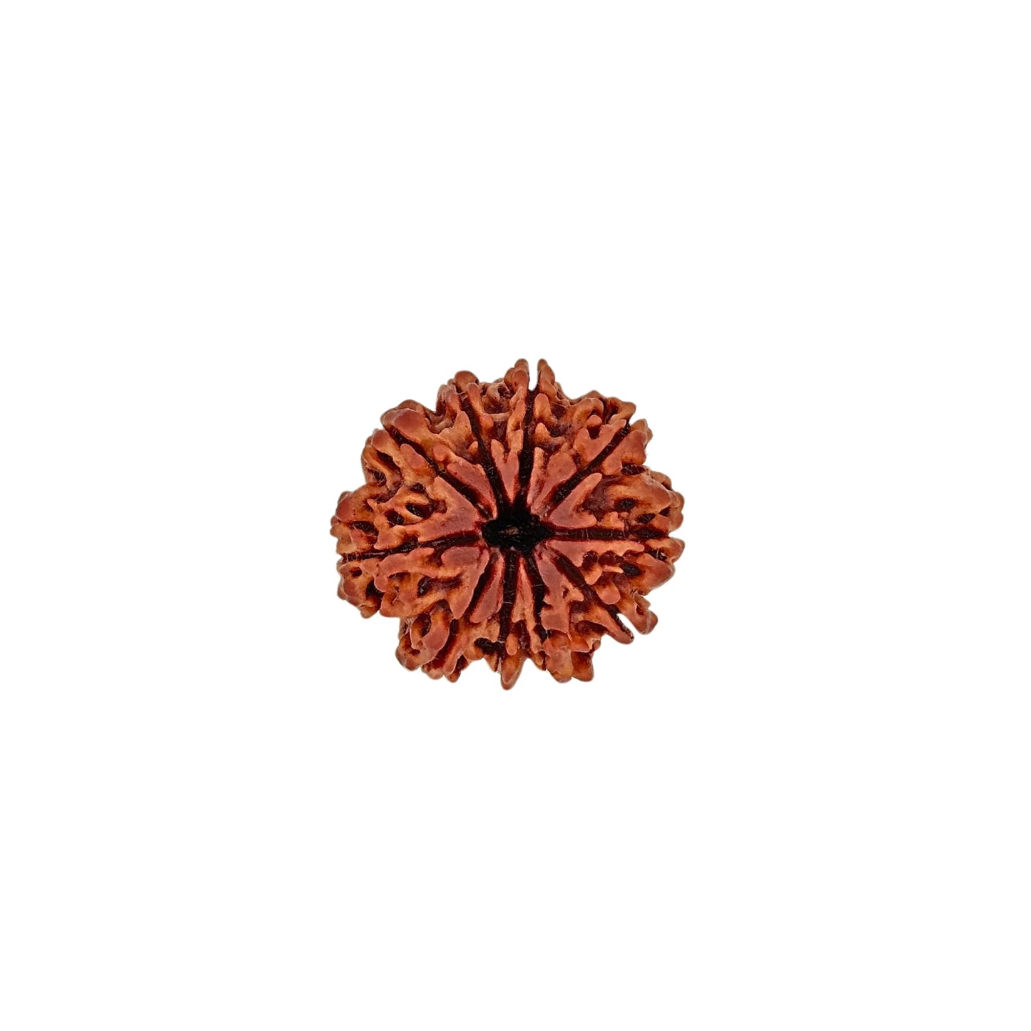 10 Mukhi Rudraksha (Super Collector) - MANKA - Beads of Bliss