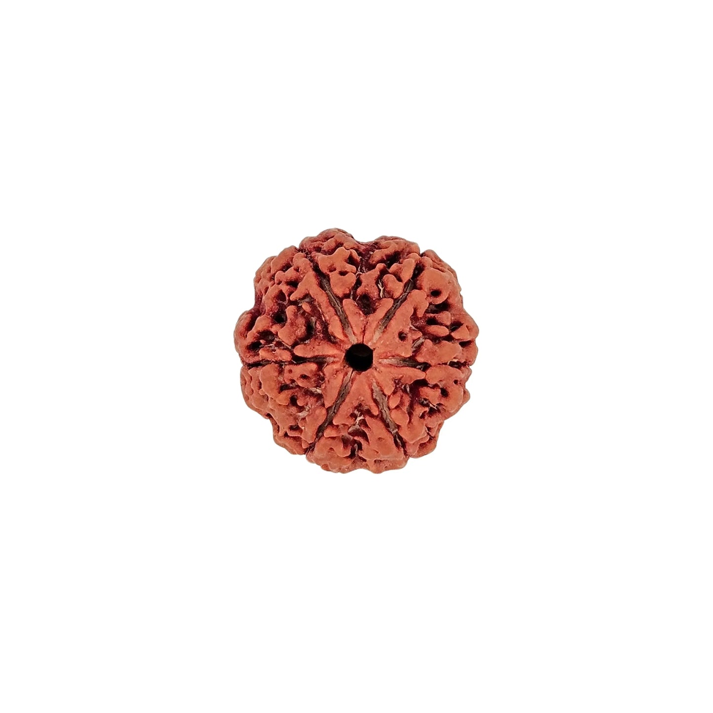 6 Mukhi Rudraksha (Collector) - MANKA - Beads of Bliss