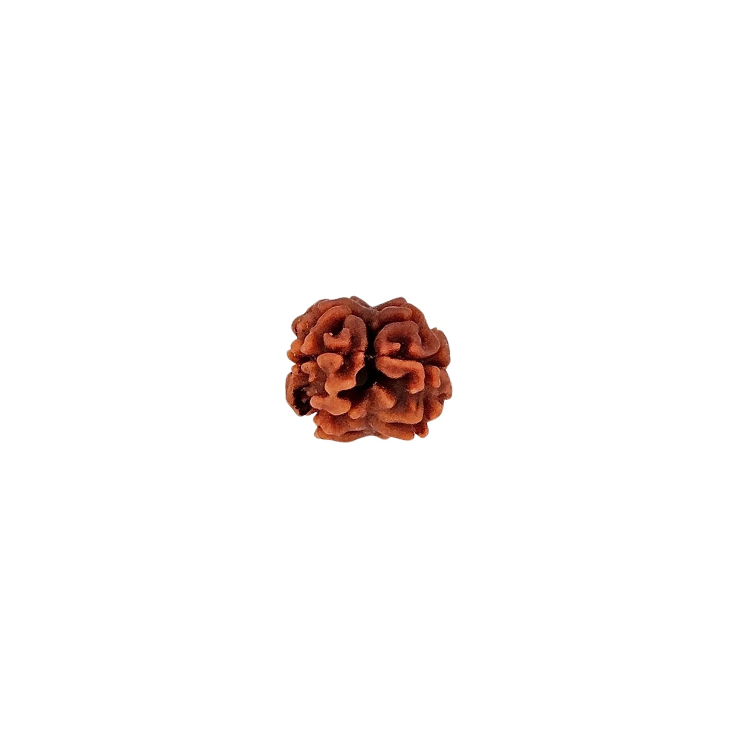 2 Mukhi Rudraksha - MANKA - Beads of Bliss