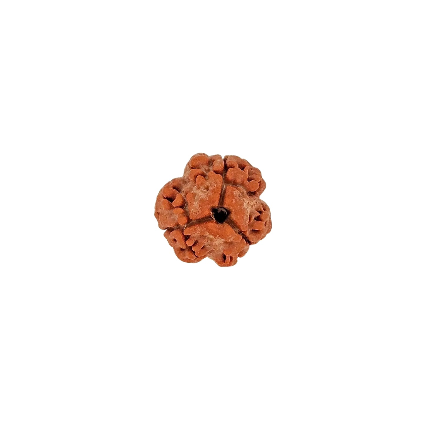 3 Mukhi Rudraksha (Medium) - MANKA - Beads of Bliss