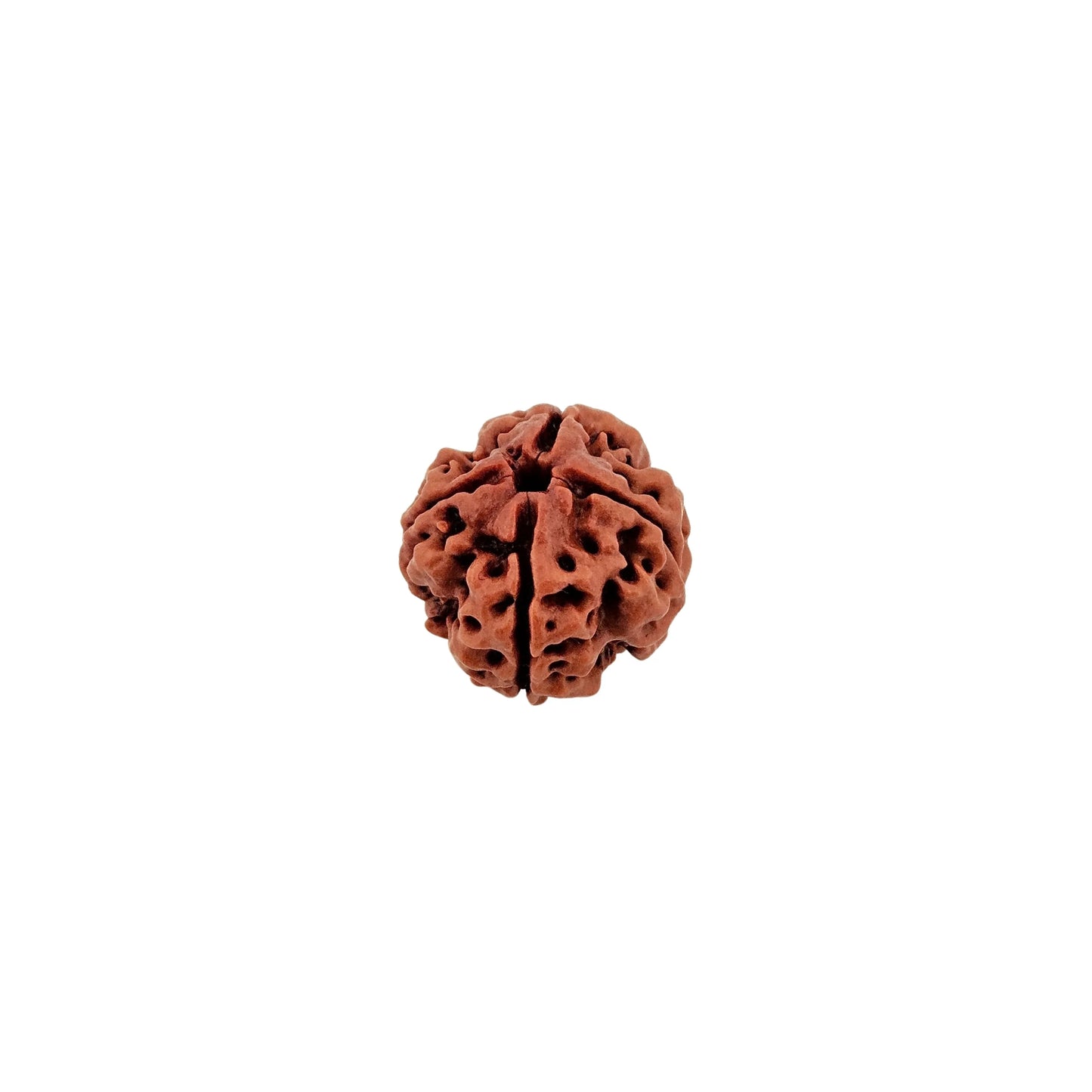 4 Mukhi Rudraksha Super Collector - MANKA - Beads of Bliss