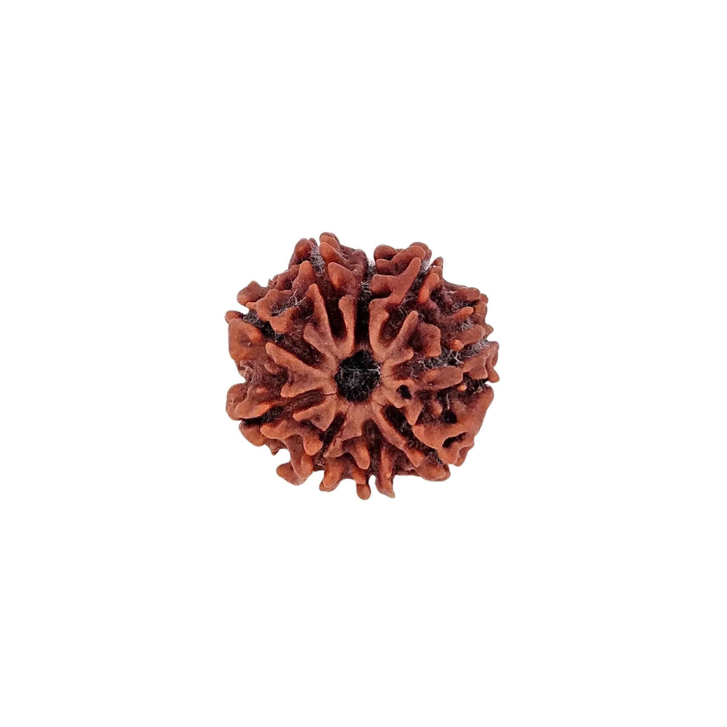 9 Mukhi Rudraksha (Collector) - MANKA - Beads of Bliss