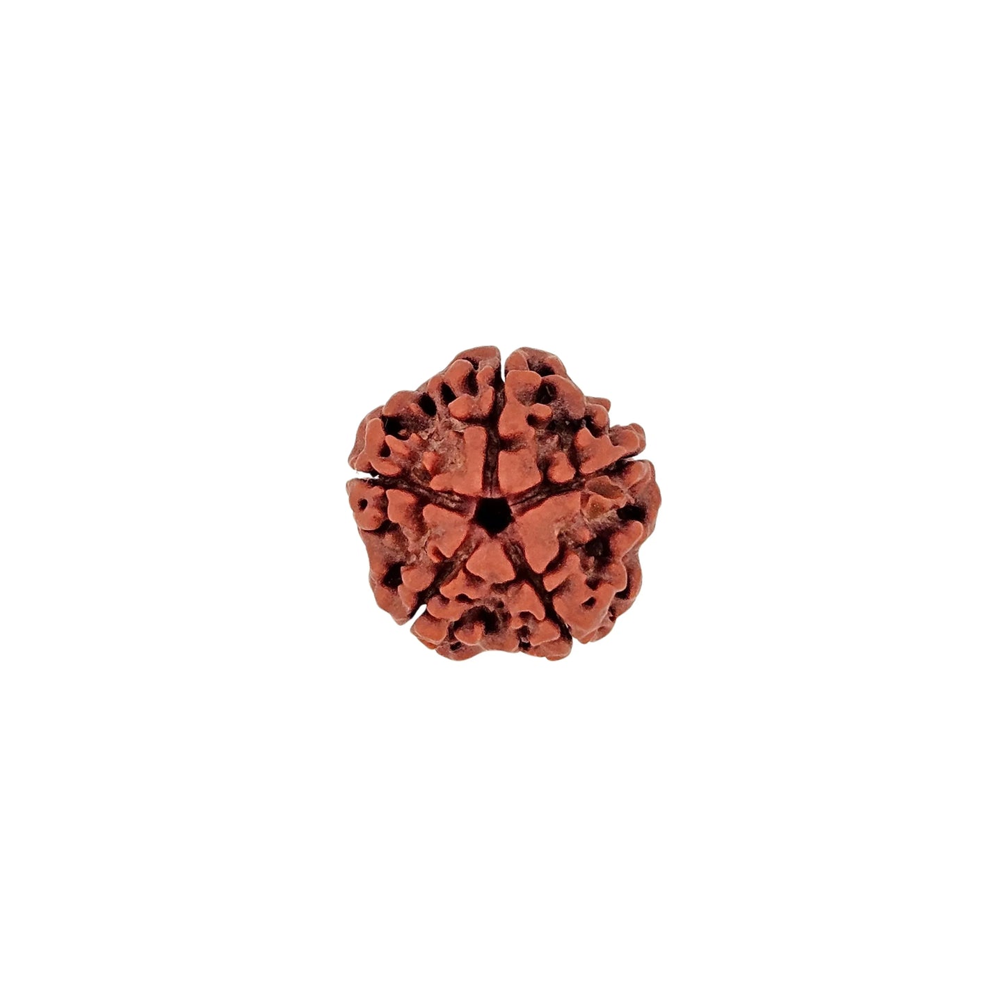 5 Mukhi Rudraksha (Super Collector) - MANKA - Beads of Bliss
