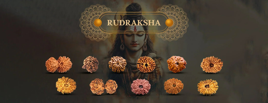 How to Identify Original Nepal Rudraksha: A Practical Guide (With X‑ray Examples)