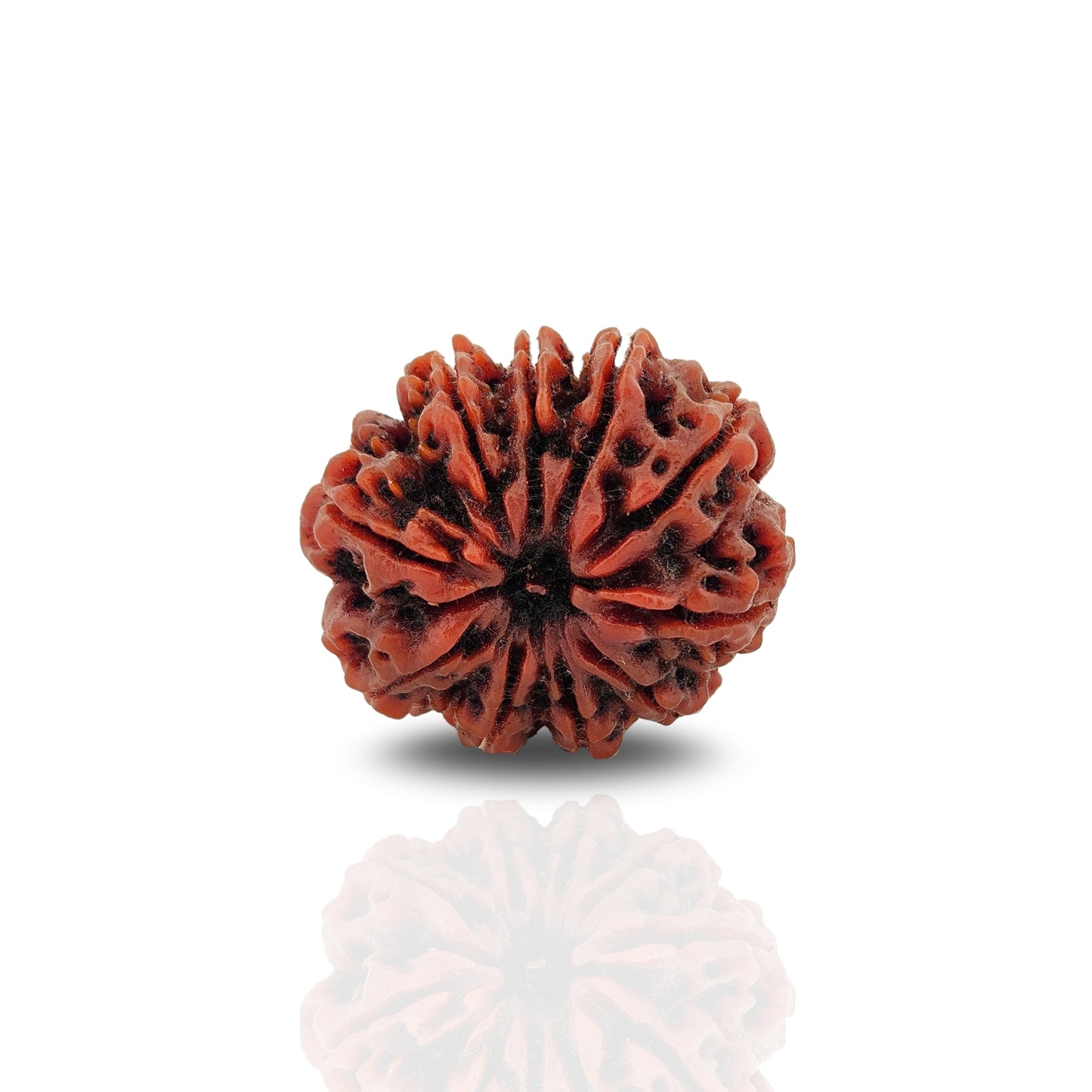 14 Mukhi Rudraksha