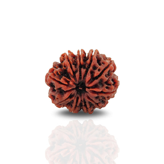 14 Mukhi Rudraksha (Collector)