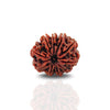 14 Mukhi Rudraksha