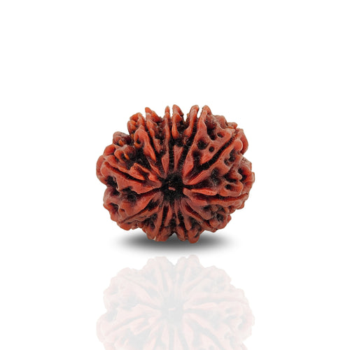 14 Mukhi Rudraksh (Nepal Origin)