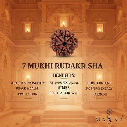 7 Mukhi Rudraksha (Medium) - MANKA - Beads of Bliss