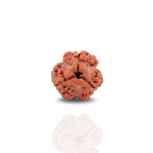 3 Mukhi Rudraksha