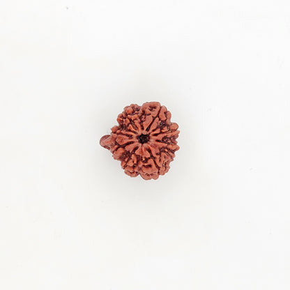 Ganesh Rudraksha 9 Mukhi Medium