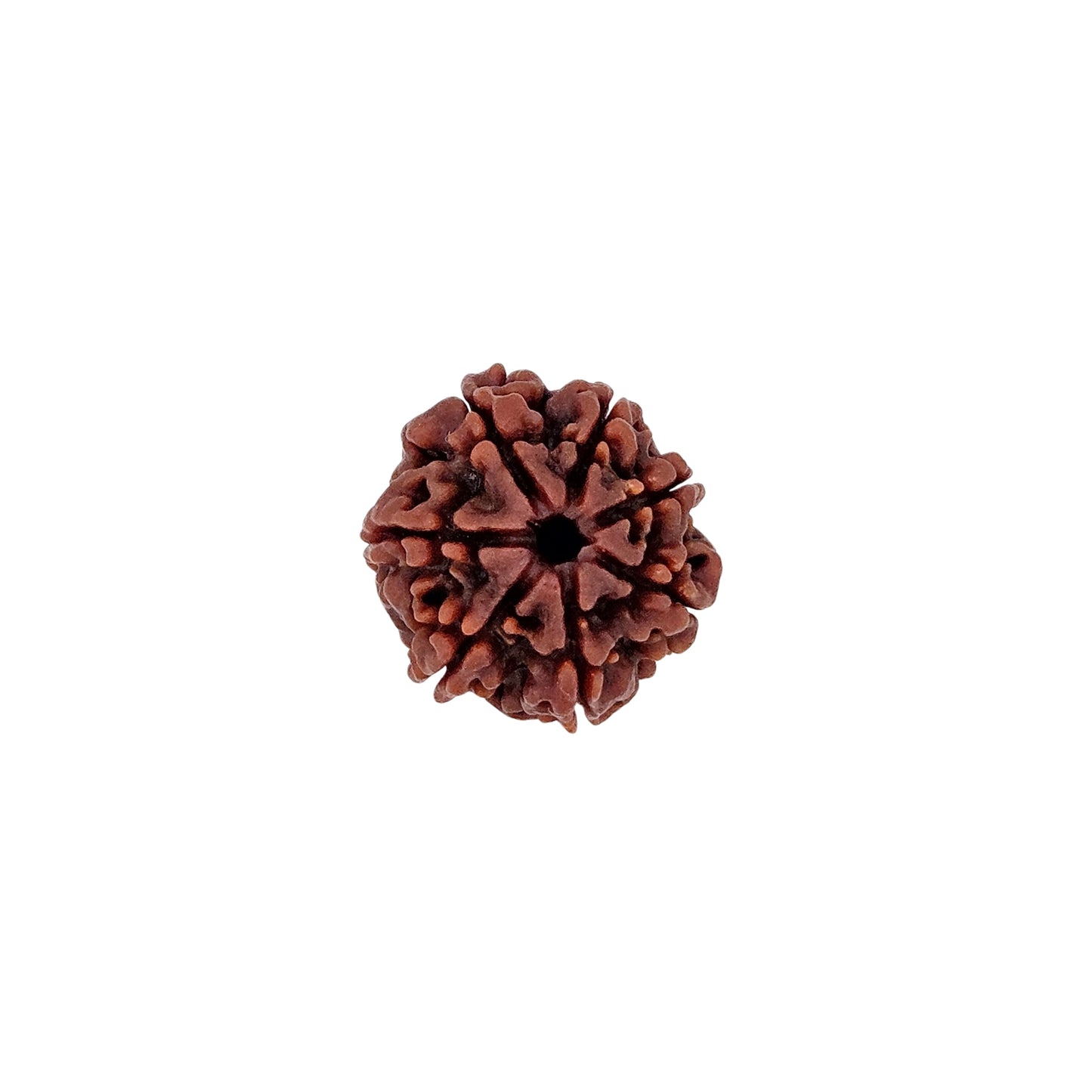 7 Mukhi Rudraksha (Medium)