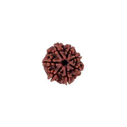 7 Mukhi Rudraksha (Medium)