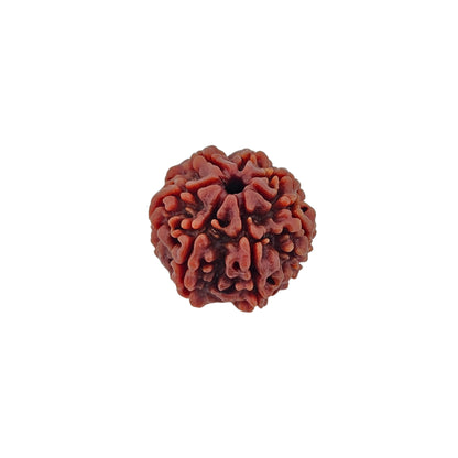 7 Mukhi Rudraksha (Medium)