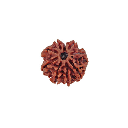 9 Mukhi Rudraksha (Collector)