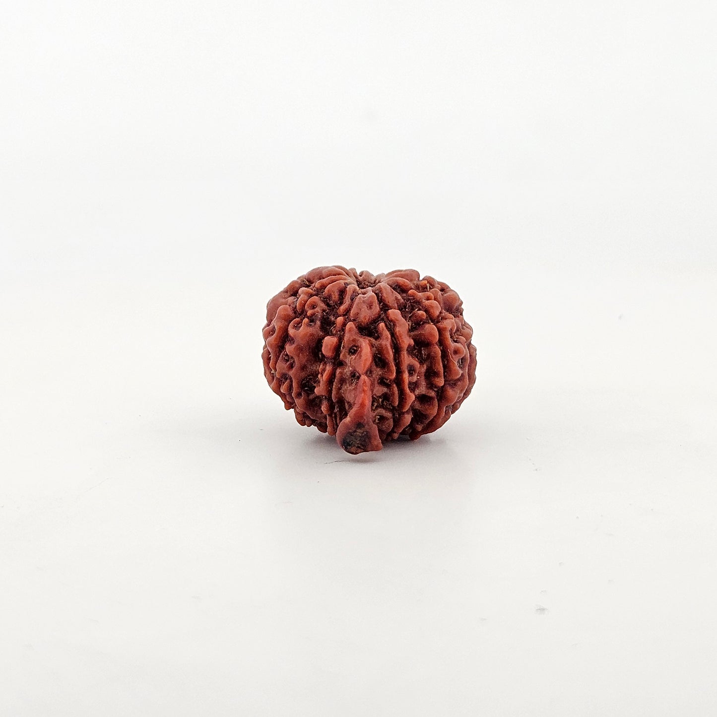 Ganesh Rudraksha 9 Mukhi Medium