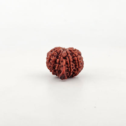 Ganesh Rudraksha 9 Mukhi Medium