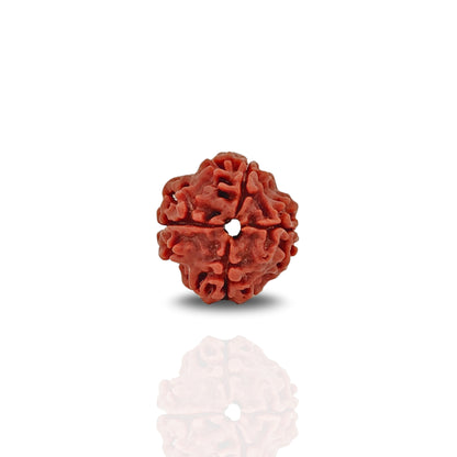 4 Mukhi Rudraksha Super Collector
