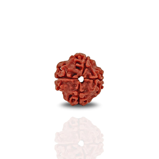 Ganesh Rudraksha 6 Mukhi Medium