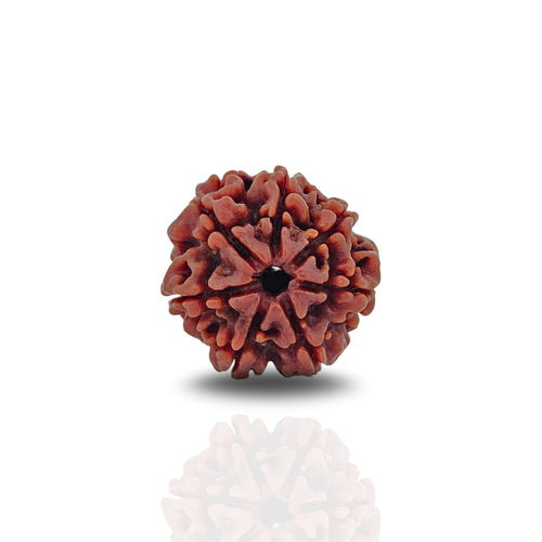 7 Mukhi Rudraksh (Nepal Origin)