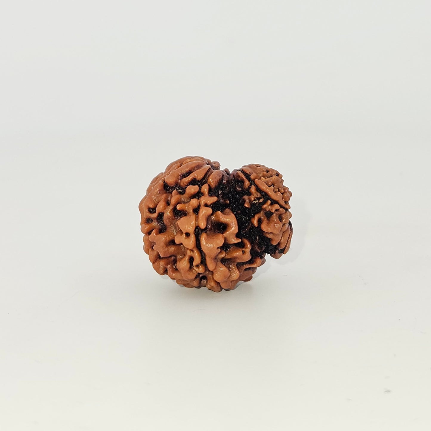 Garbh Gauri Rudraksha