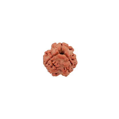 3 Mukhi Rudraksha (Medium)
