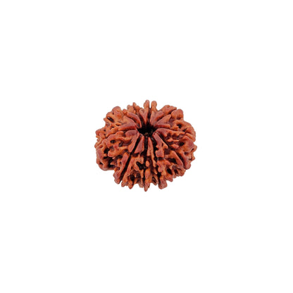10 Mukhi Rudraksha (Super Collector)