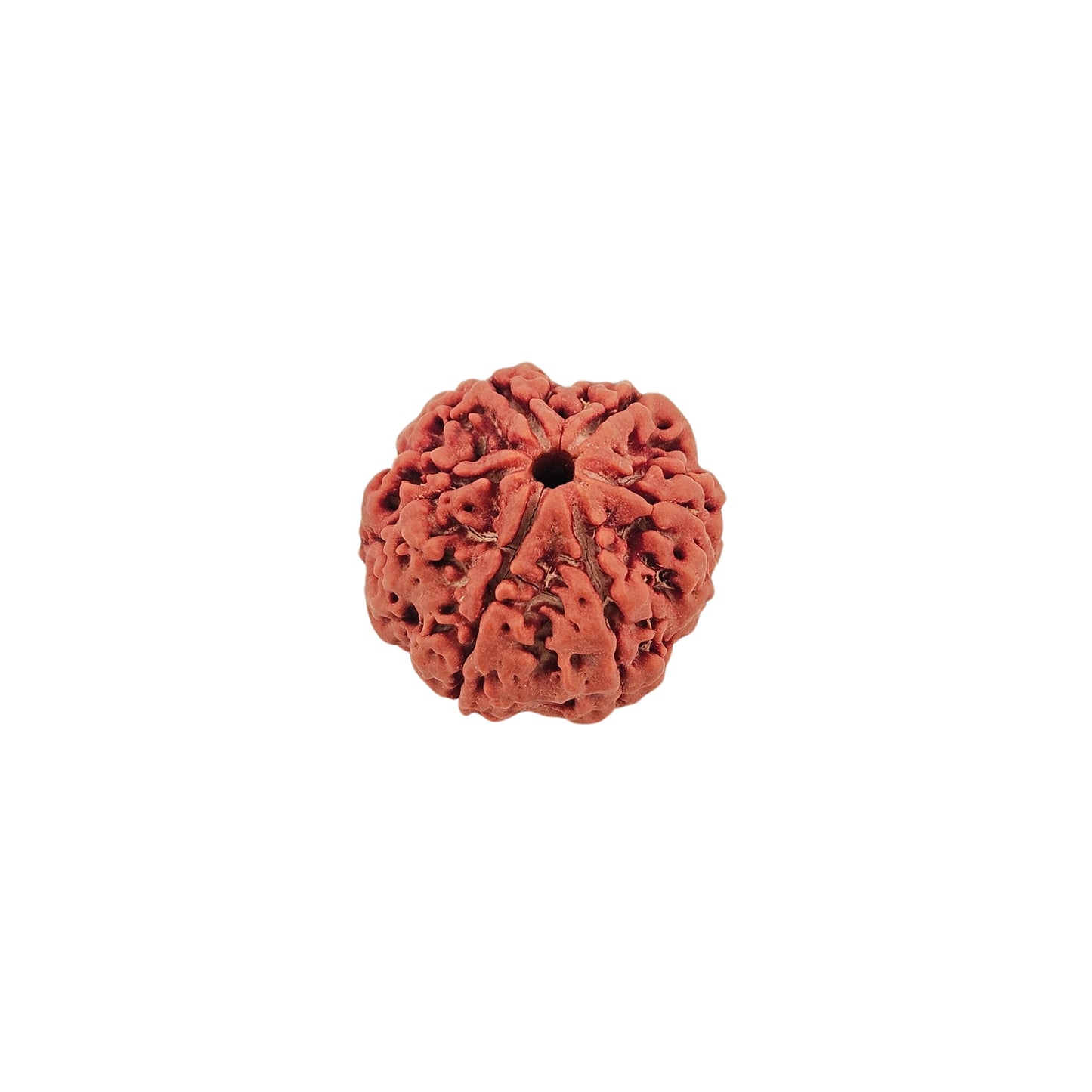 6 Mukhi Rudraksha (Collector)