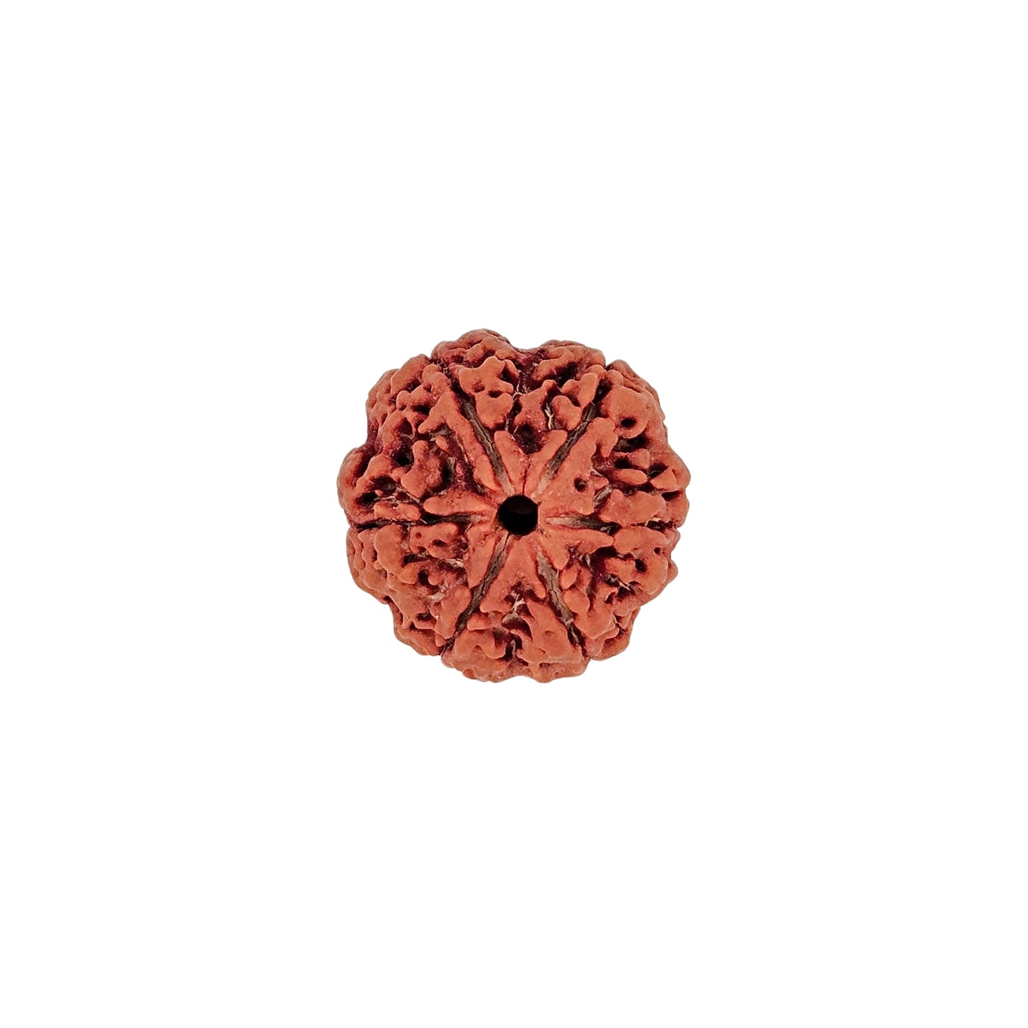 6 Mukhi Rudraksha (Collector)