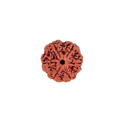 6 Mukhi Rudraksha (Collector)