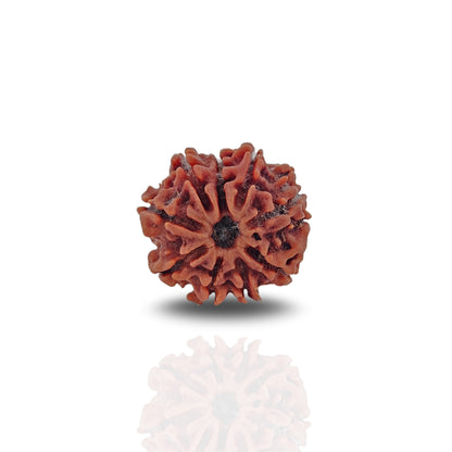 9 Mukhi Rudraksha (Collector)