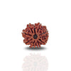 9 Mukhi Rudraksha (Collector)