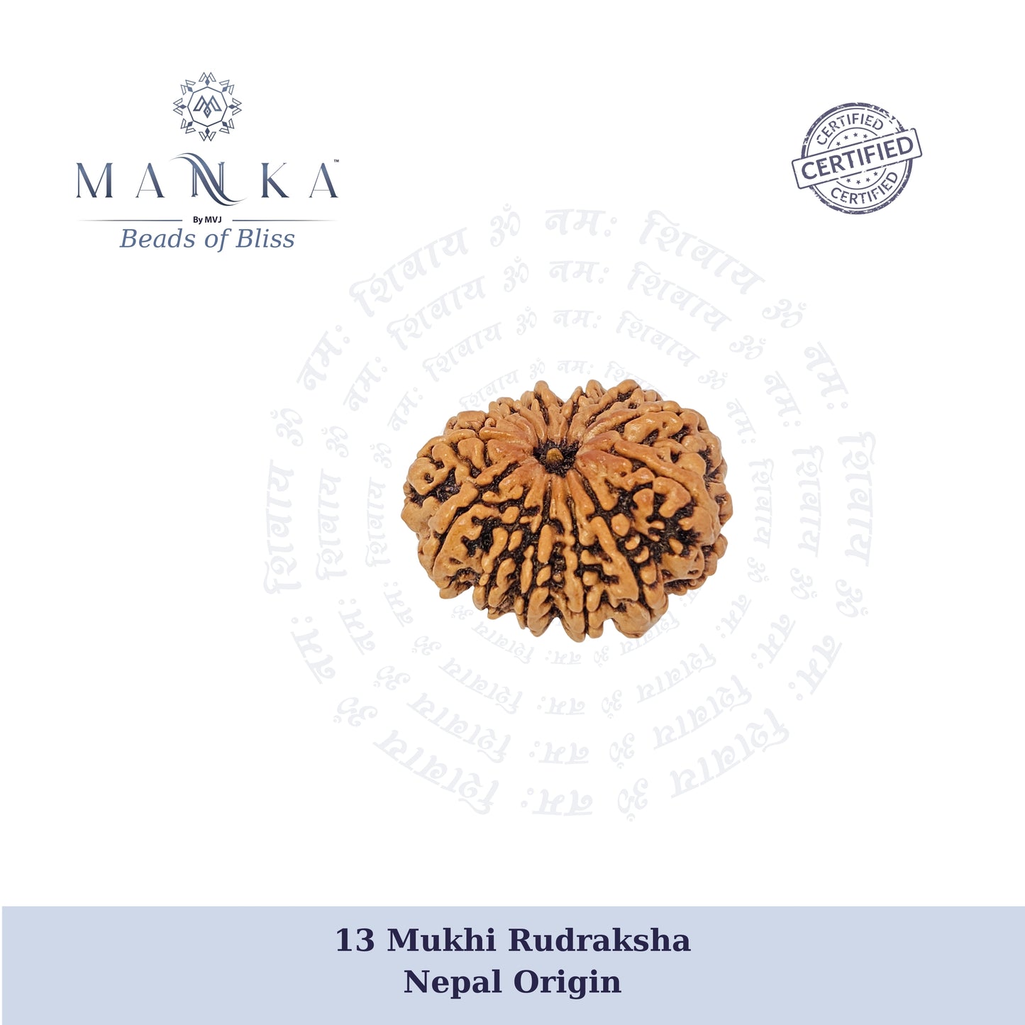 13 Mukhi Rudraksha (Super Collector)