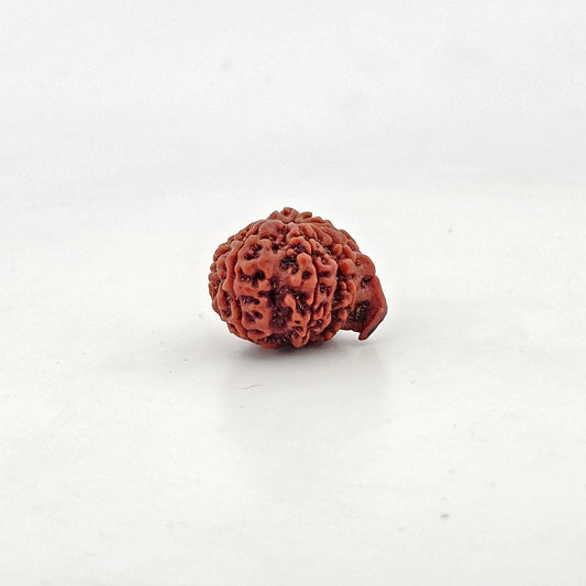 Ganesh Rudraksha 9 Mukhi Medium
