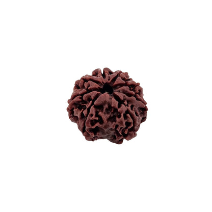 8 Mukhi Rudraksha (Collector)