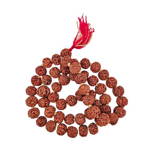 5 Mukhi Rudraksh (Nepal Origin)