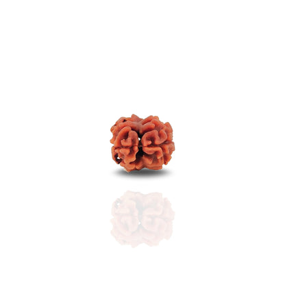 2 Mukhi Rudraksha