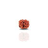 2 Mukhi Rudraksha