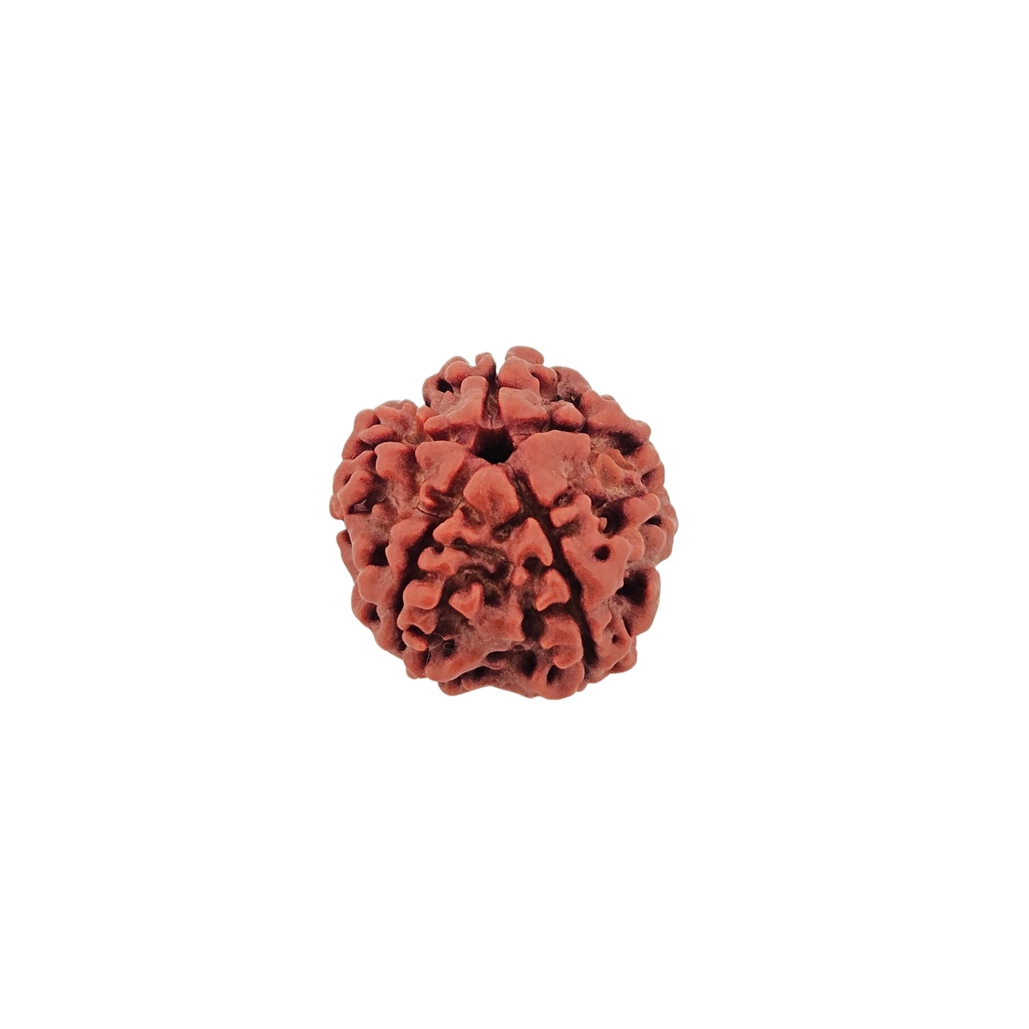 5 Mukhi Rudraksha (Super Collector)
