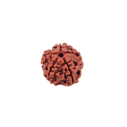 5 Mukhi Rudraksha (Super Collector)