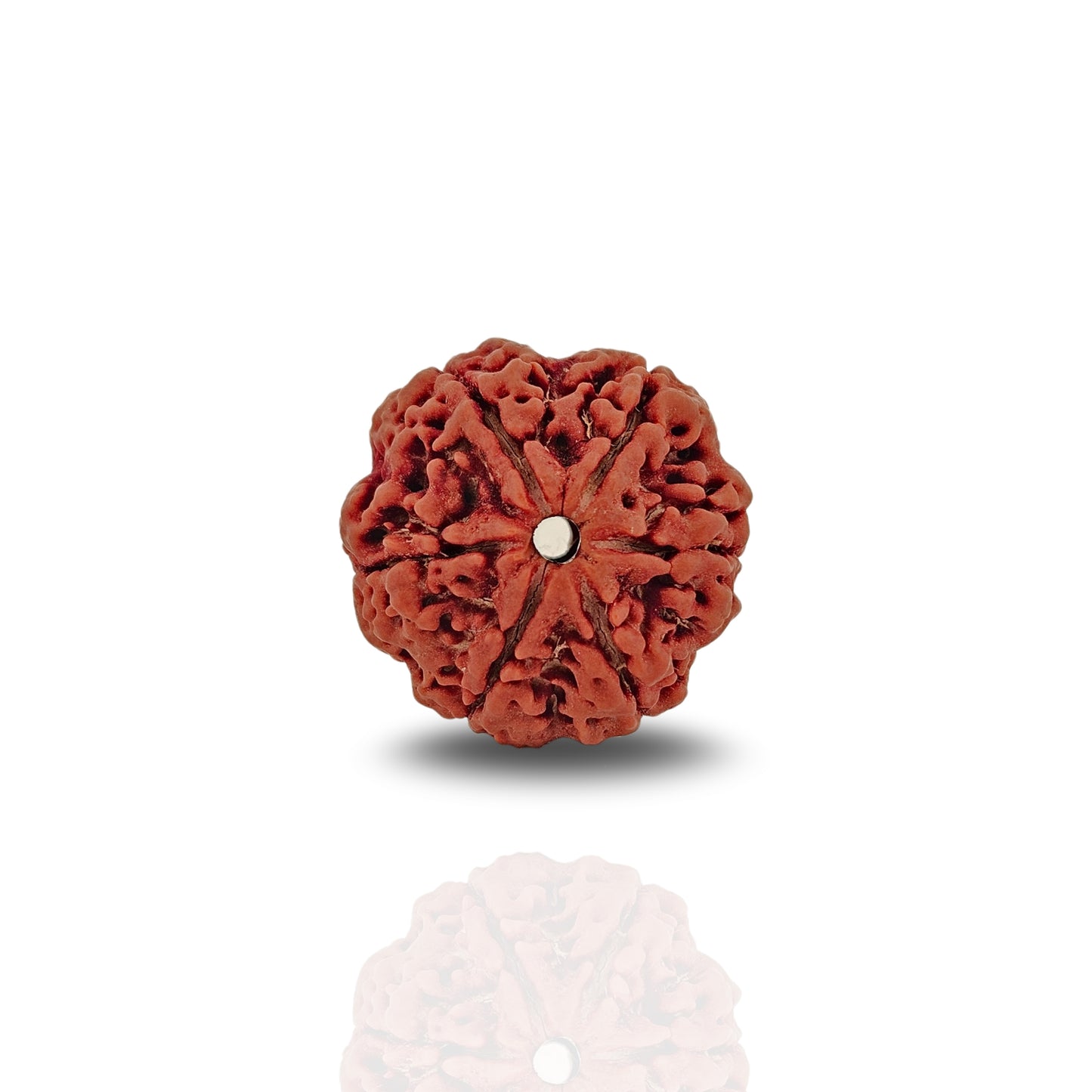 6 Mukhi Rudraksha (Collector)