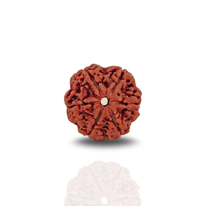 6 Mukhi Rudraksha (Collector)