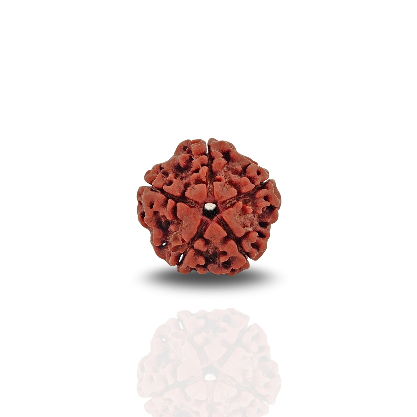 5 Mukhi Rudraksha (Super Collector)