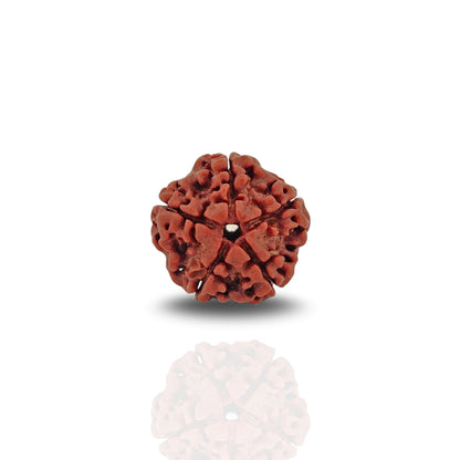 5 Mukhi Rudraksha (Super Collector)