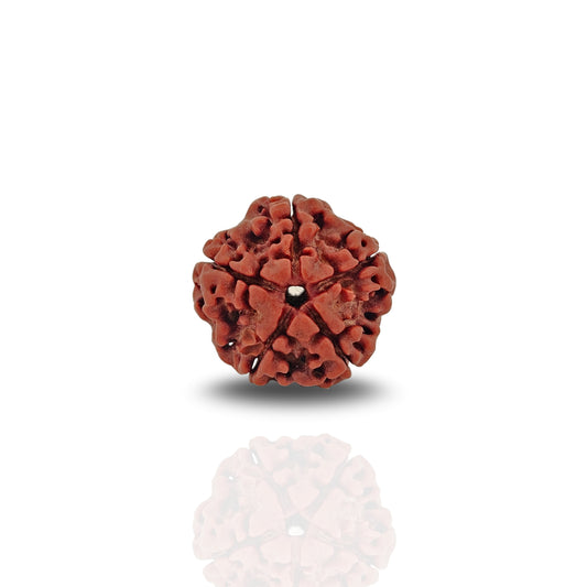 5 Mukhi Rudraksha (Super Collector)