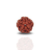 5 Mukhi Rudraksha (Super Collector)