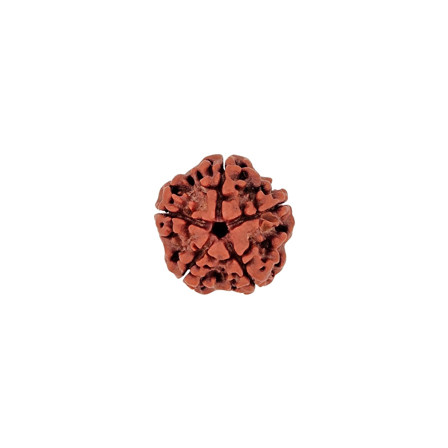 5 Mukhi Rudraksha (Super Collector)