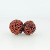 Gauri Shankar Rudraksh - 10 Mukhi (Medium)