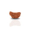 1 Mukhi Sawar Rudraksha